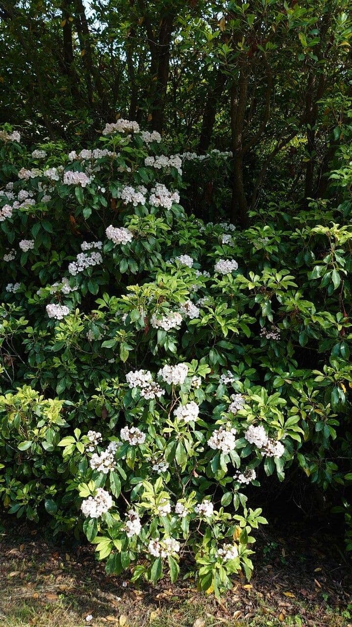 Kalmia szerokolistna 12