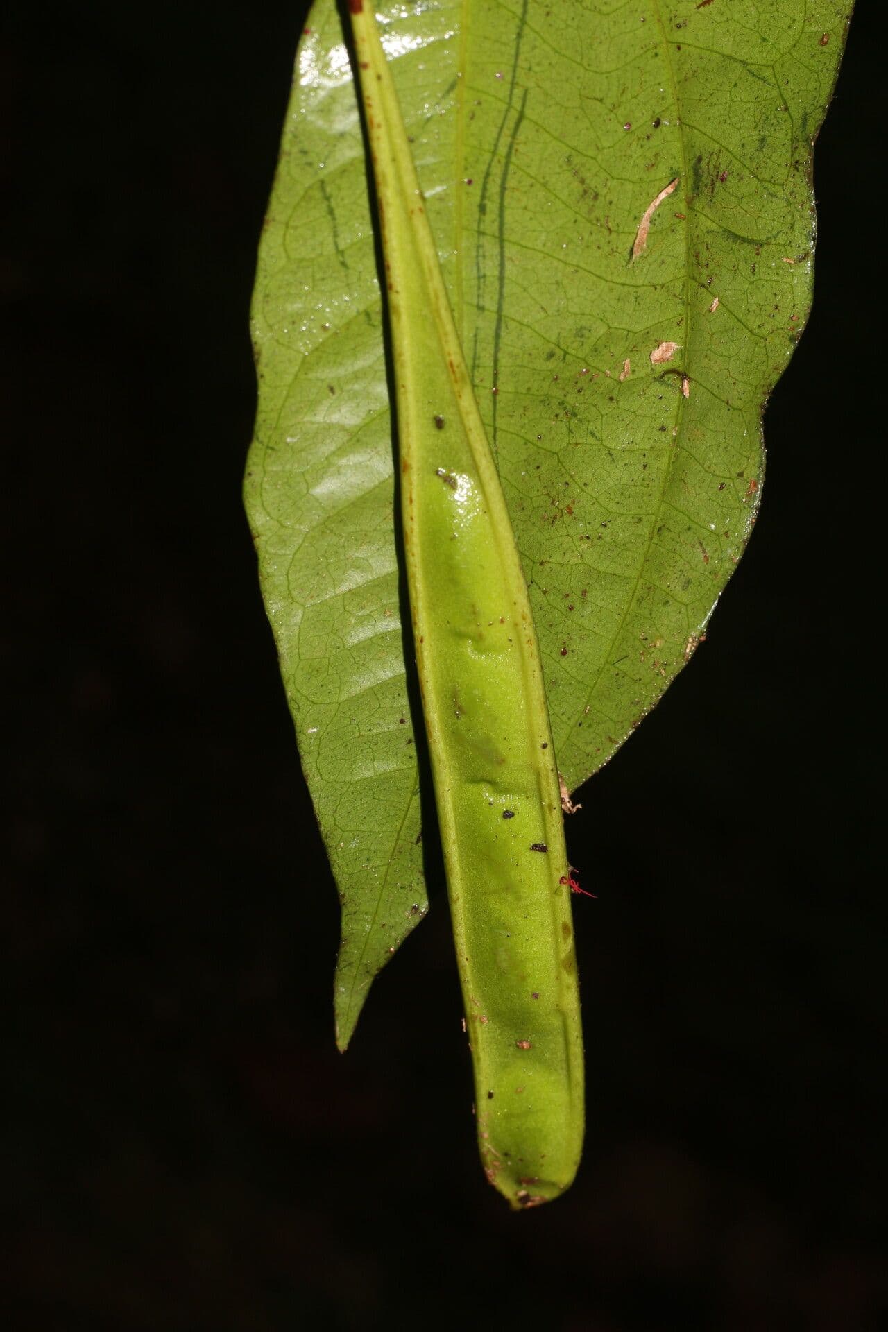 Calliandra 2