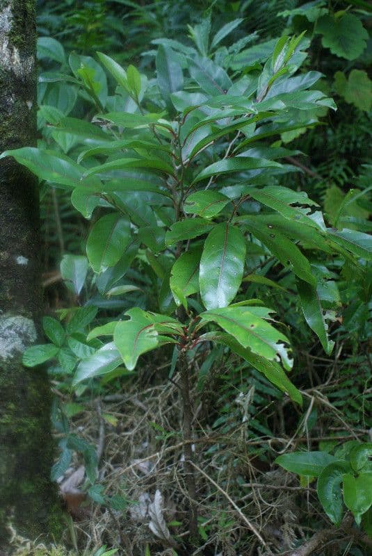 Casearia 6