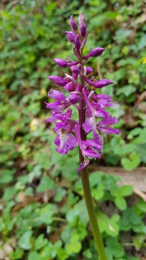 Stattliches Knabenkraut 6