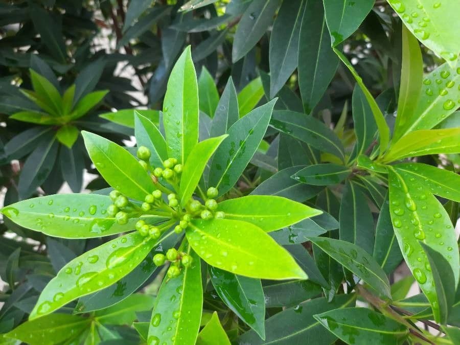 Penda nero 18