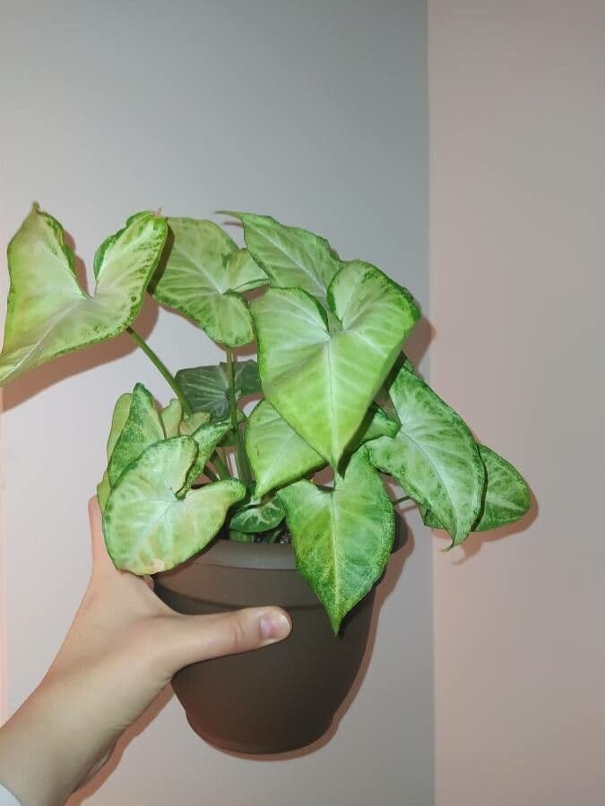 Syngonium 10