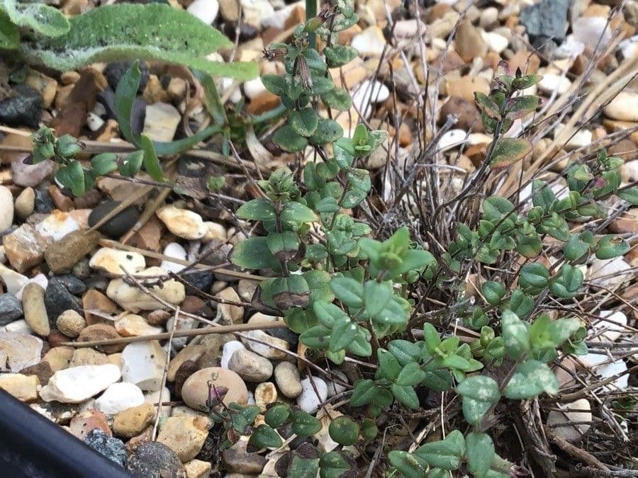 Micromeria marginata 11