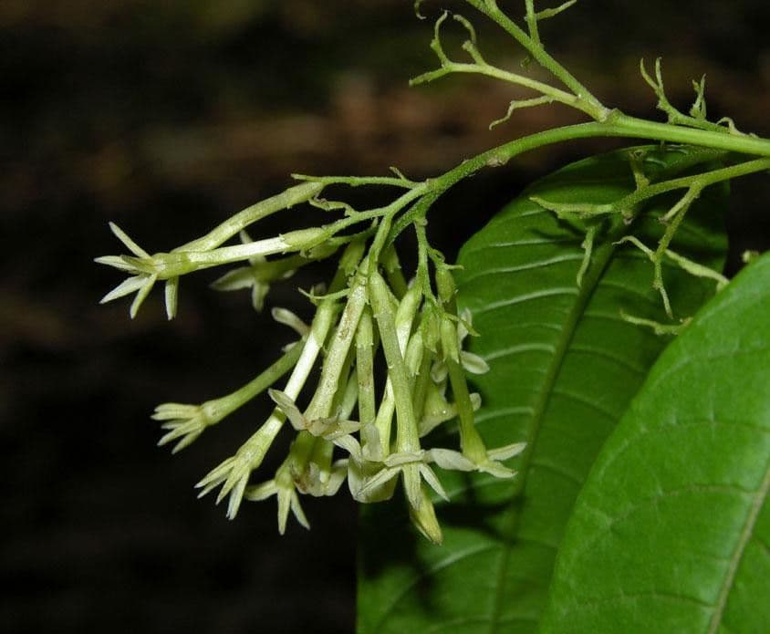 Cestrum strapcovité 24