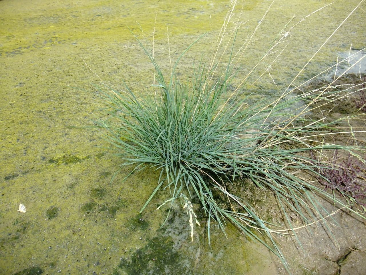 Gramigna delle saline 13