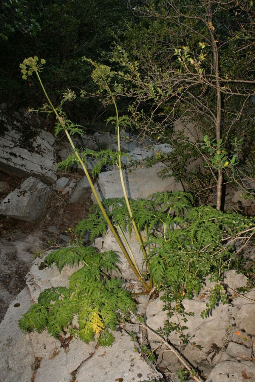 Molopospermum 15