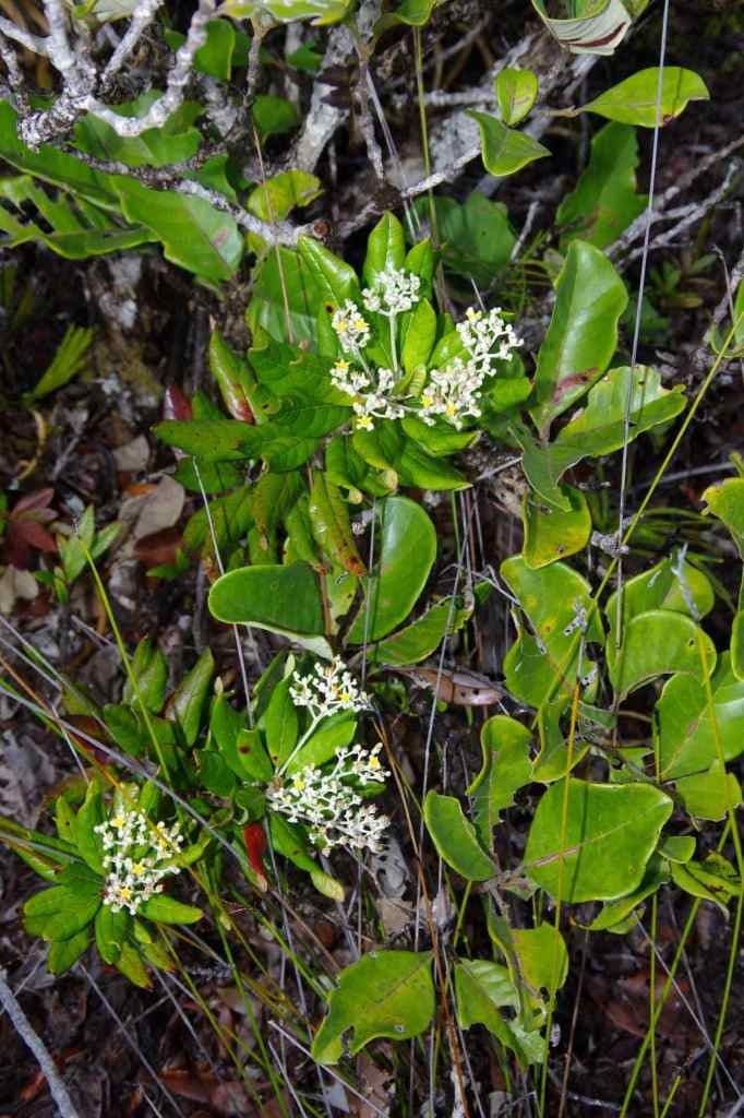 Argophyllum 2