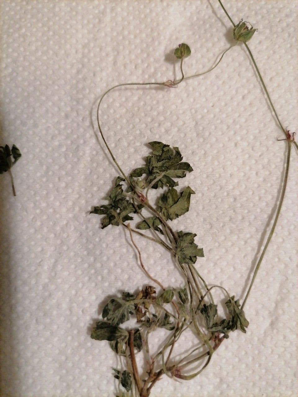 Géranium colombin 29