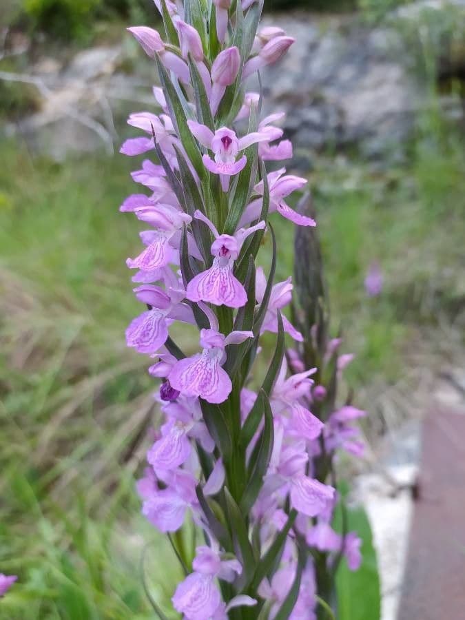 Orchis négligé 8