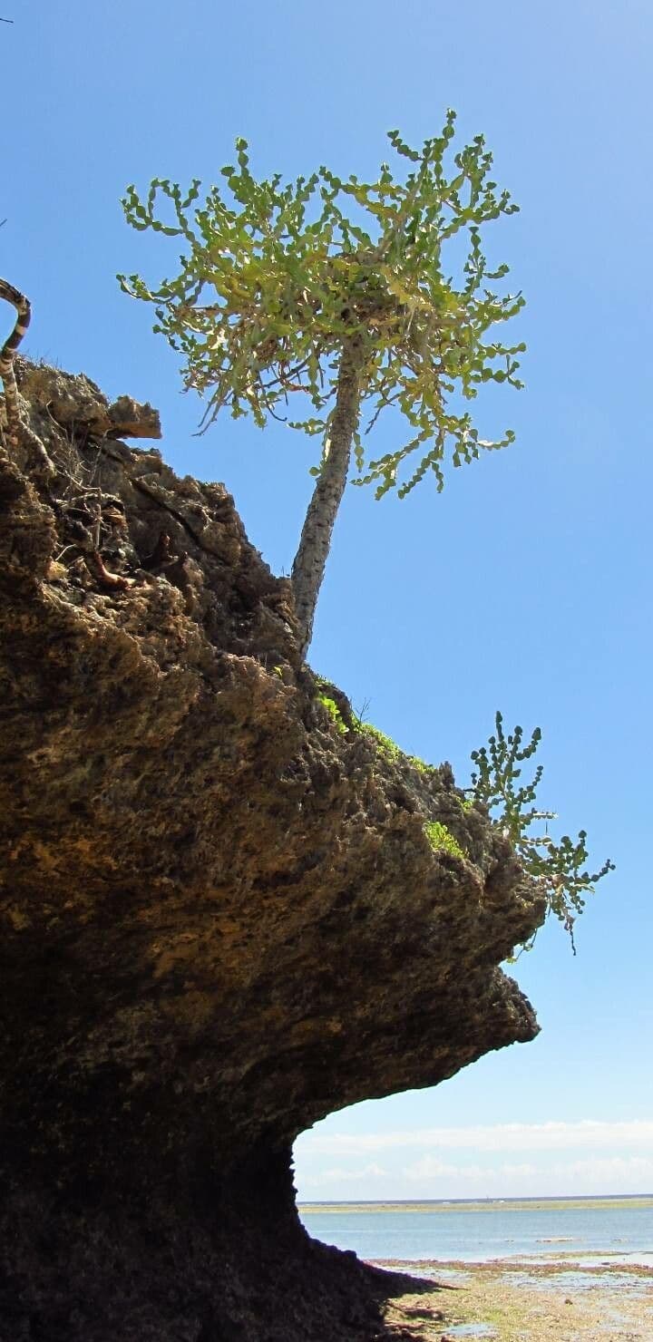 Pryšec velkokřídlý
