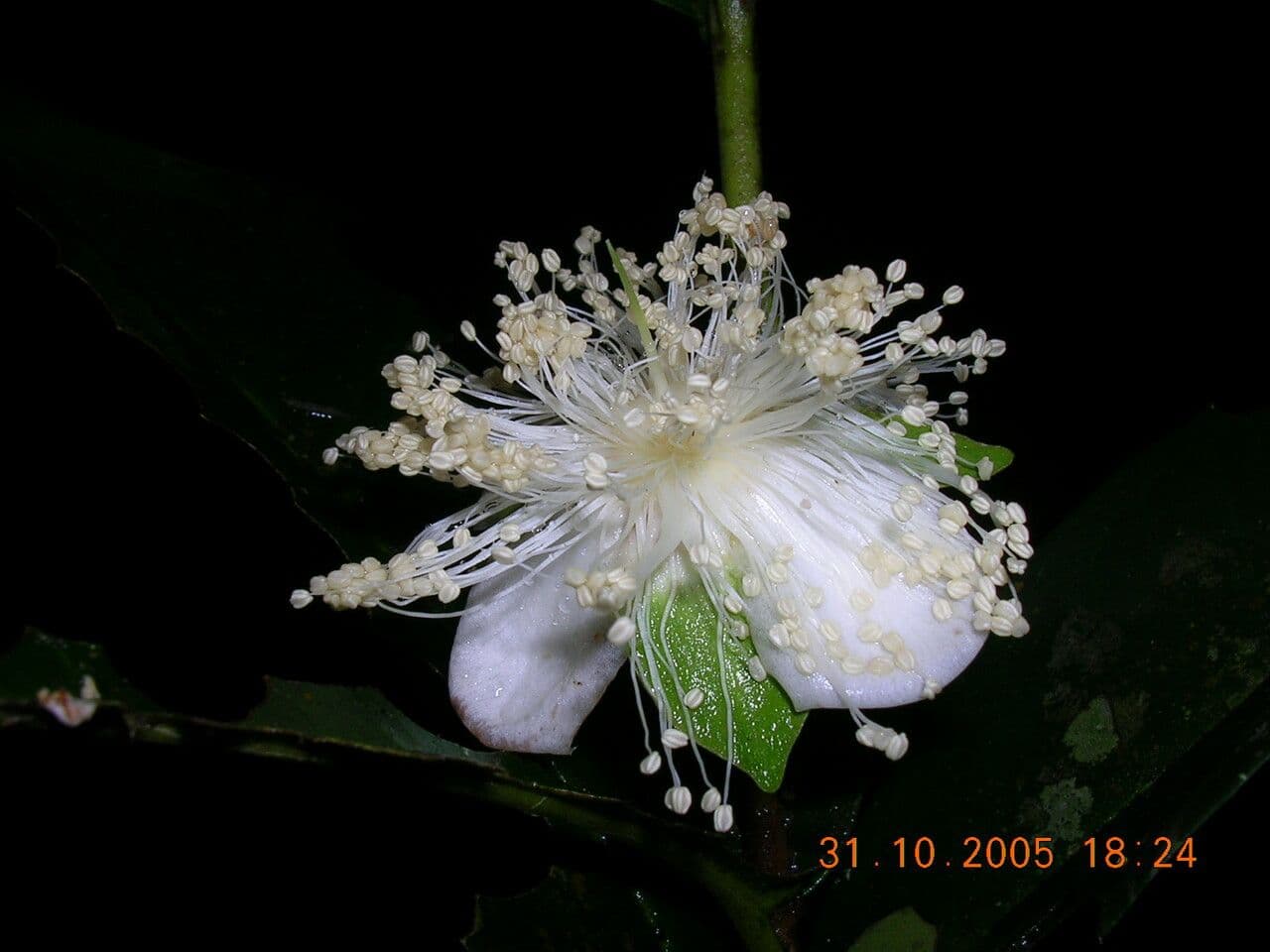Eugenka 3