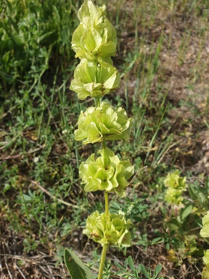 Salvia 2