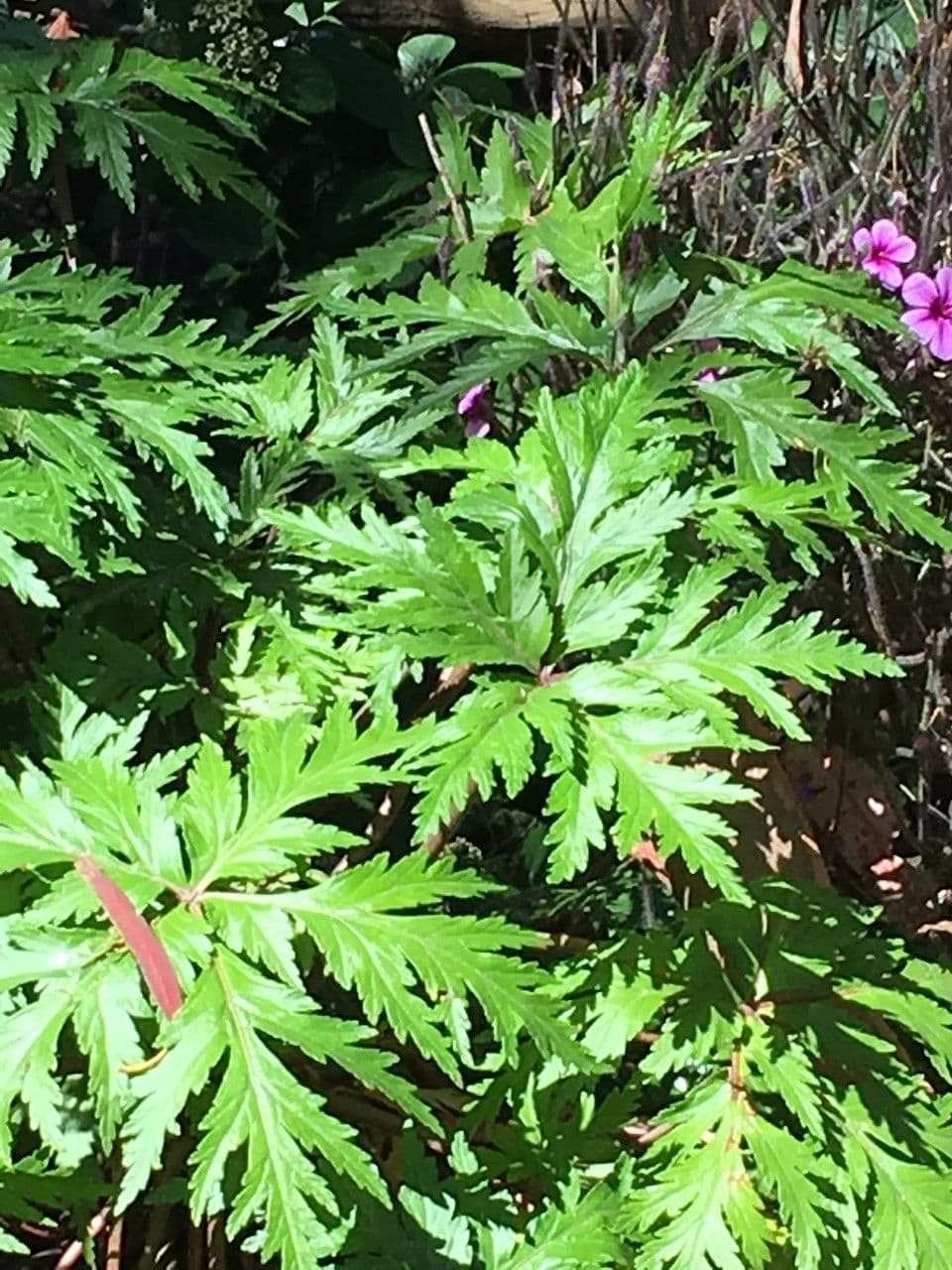 Geranio de Madeira 24