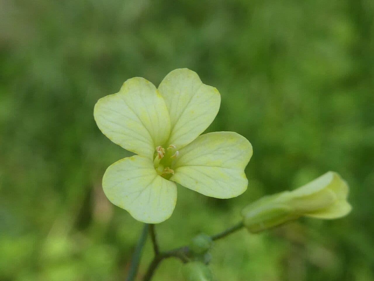 Bunias erucago 7