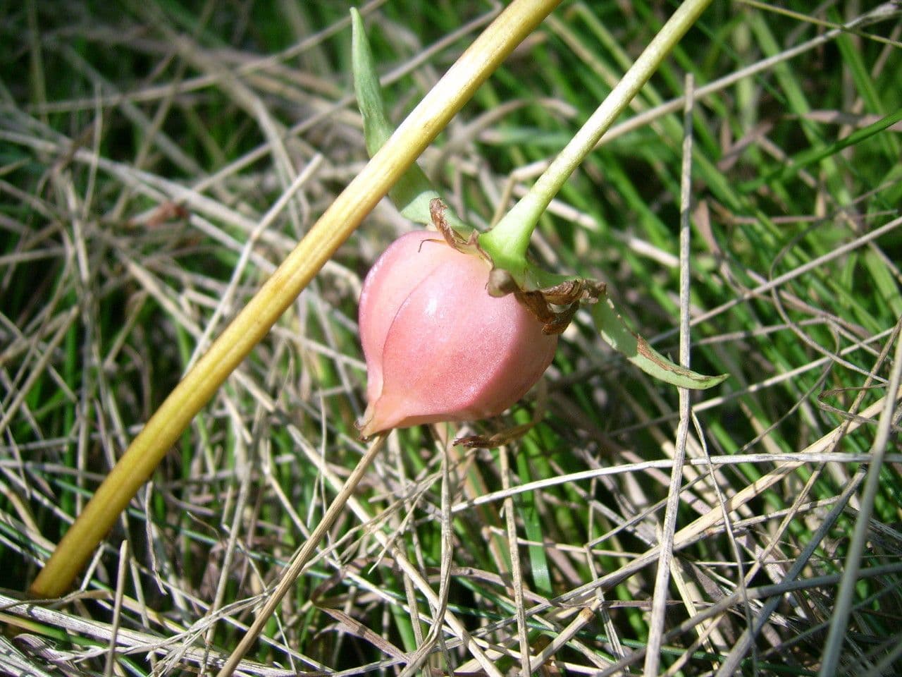 Trillium pochylone 3