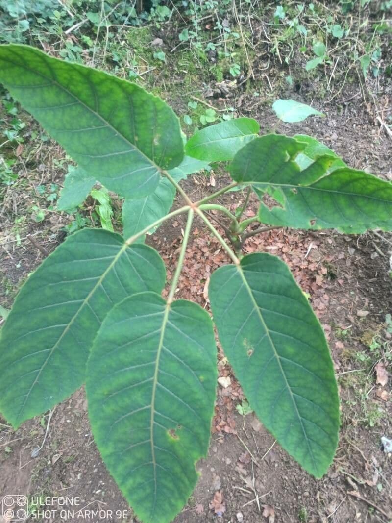 Schefflera 3