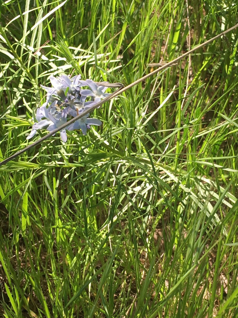 Amsonia cigliata 8