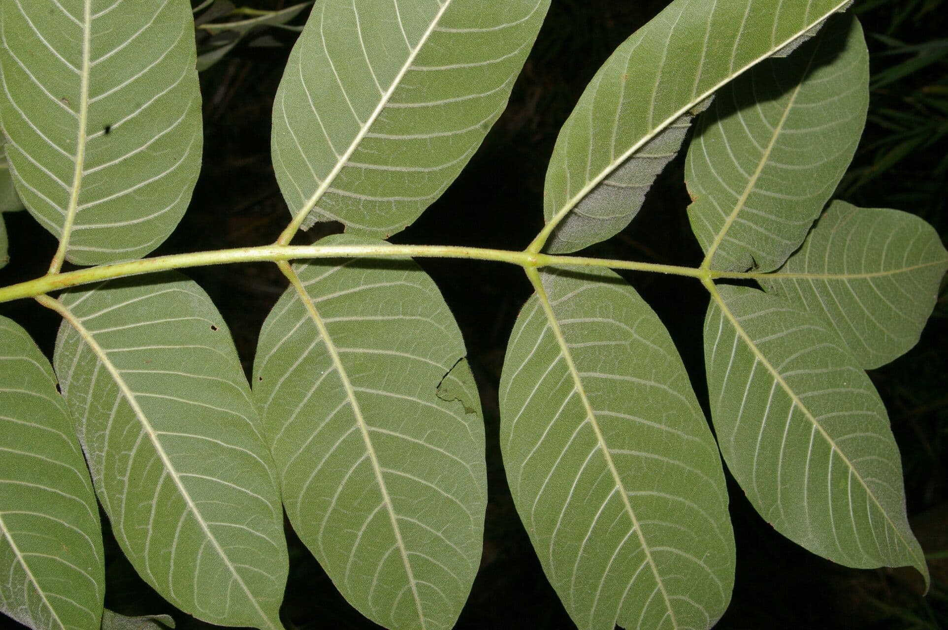 Trichilia americana 10