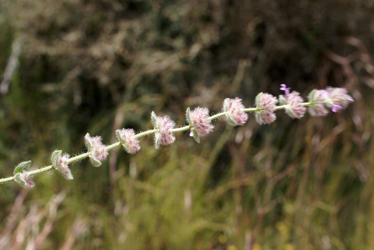 Micromeria 6
