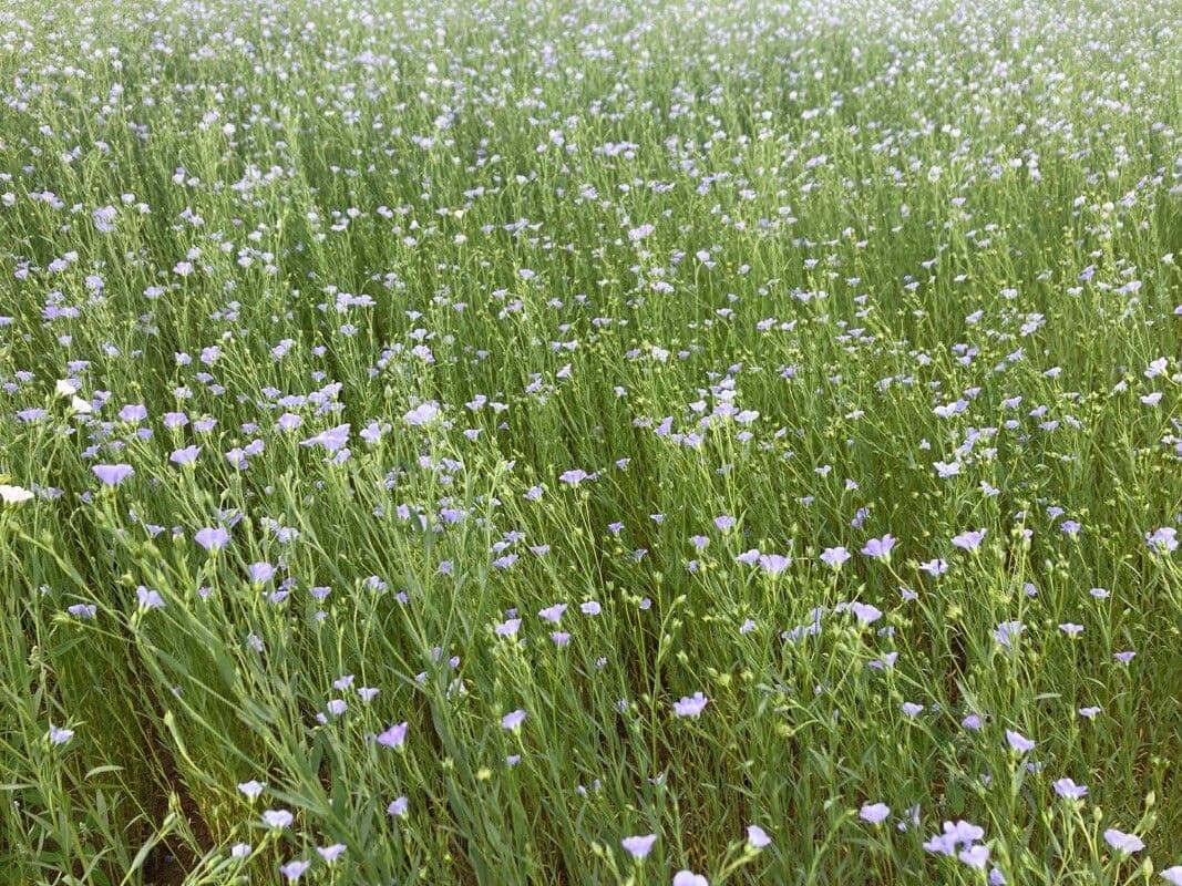 Linseed 11