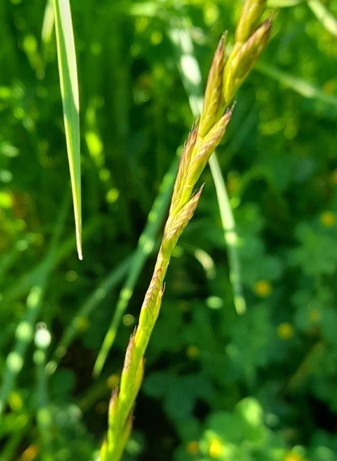 Jílek mnohokvětý 4