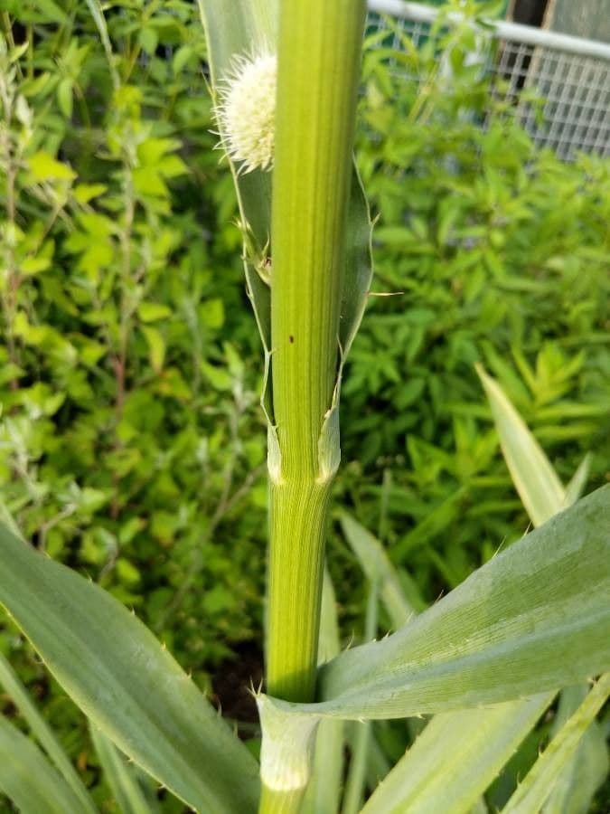 Yucca-Mannstreu 23