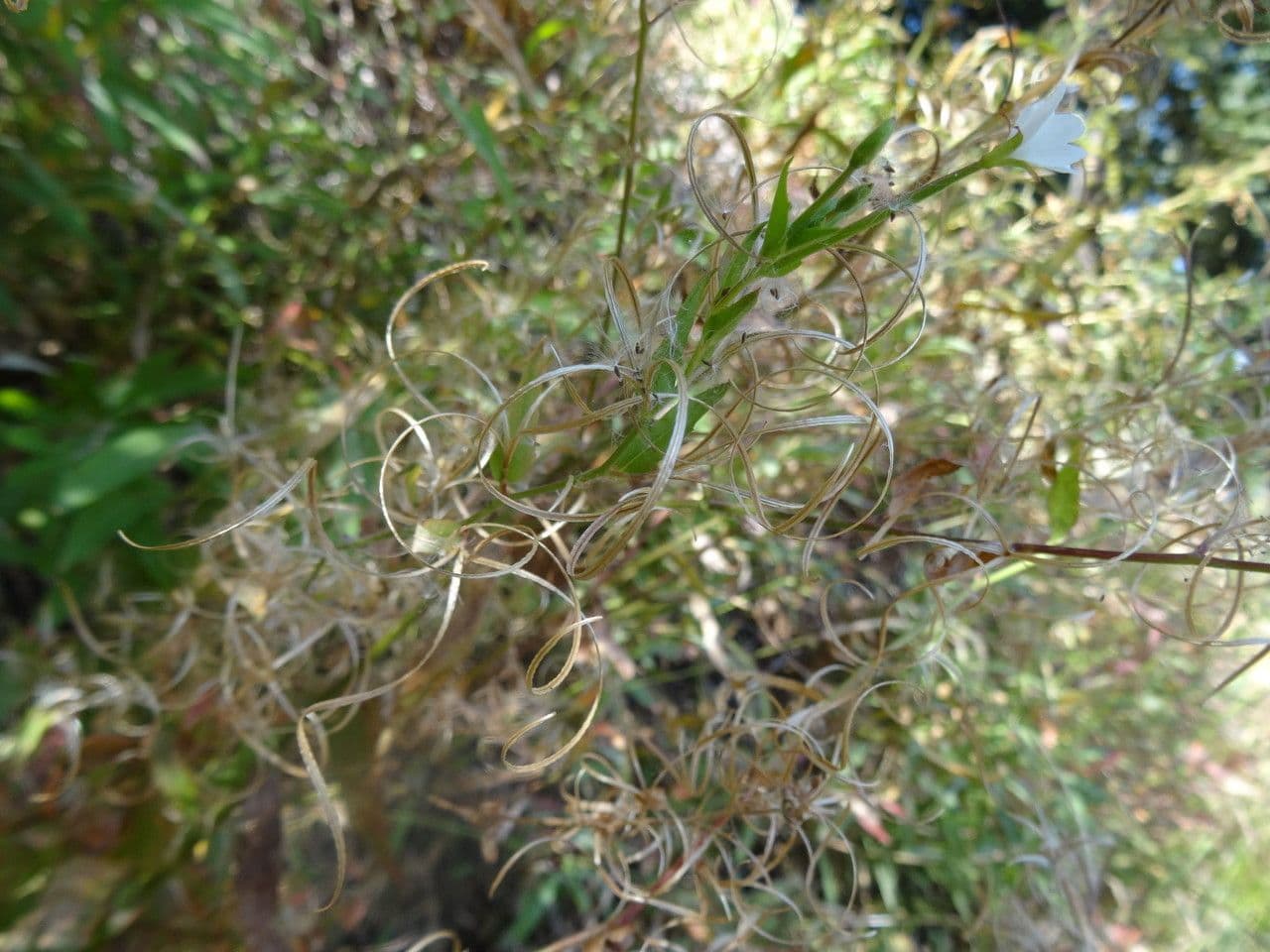 Epilobium lactiflorum 11