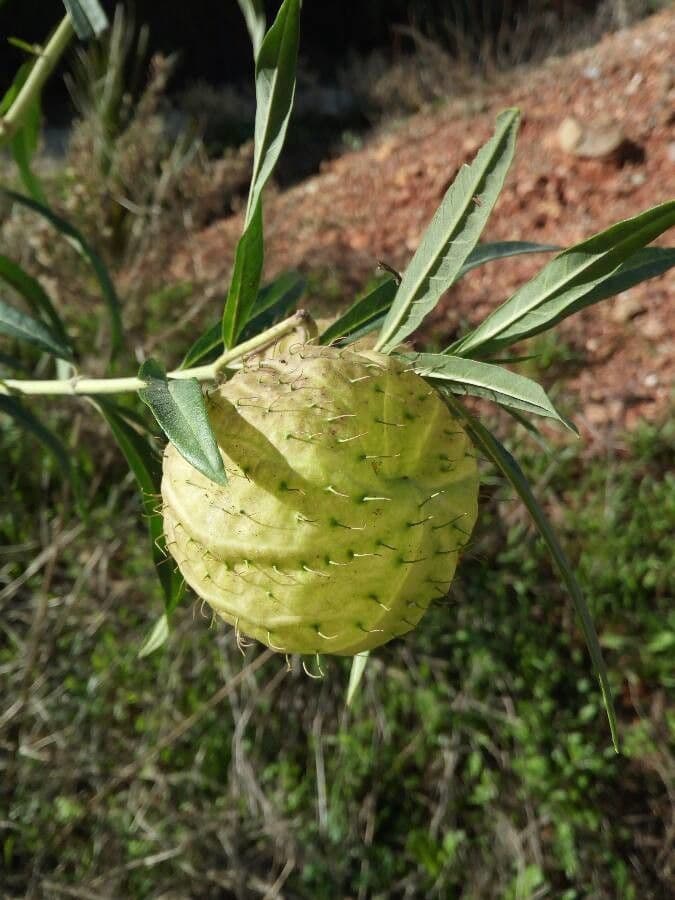 Gomphocarpus physocarpus 2