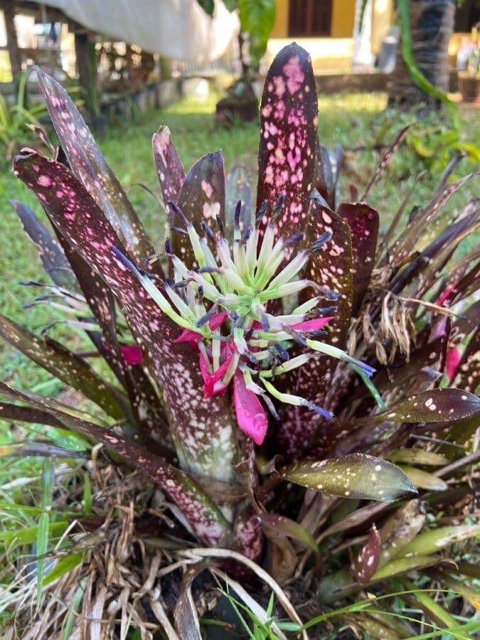 Billbergia 5