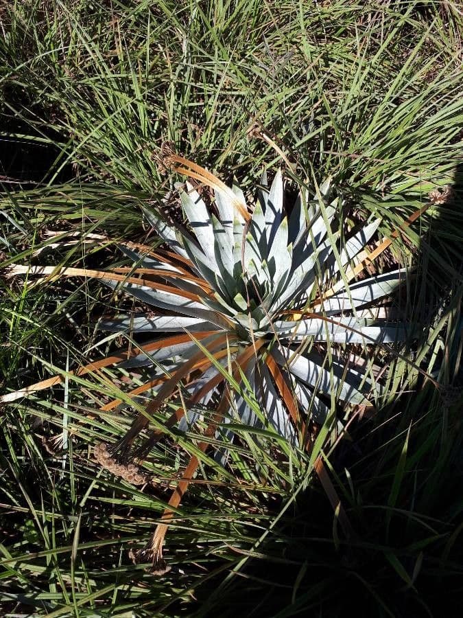 Paepalanthus 5