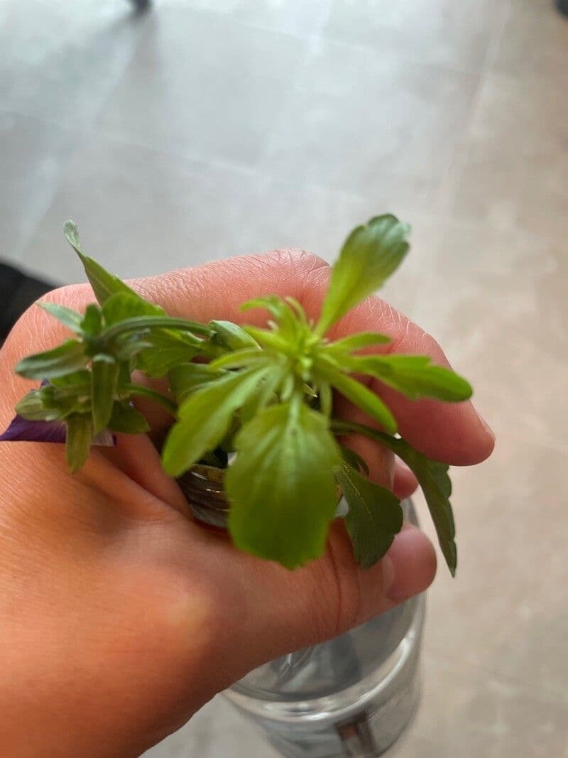 Viola bicolore 12