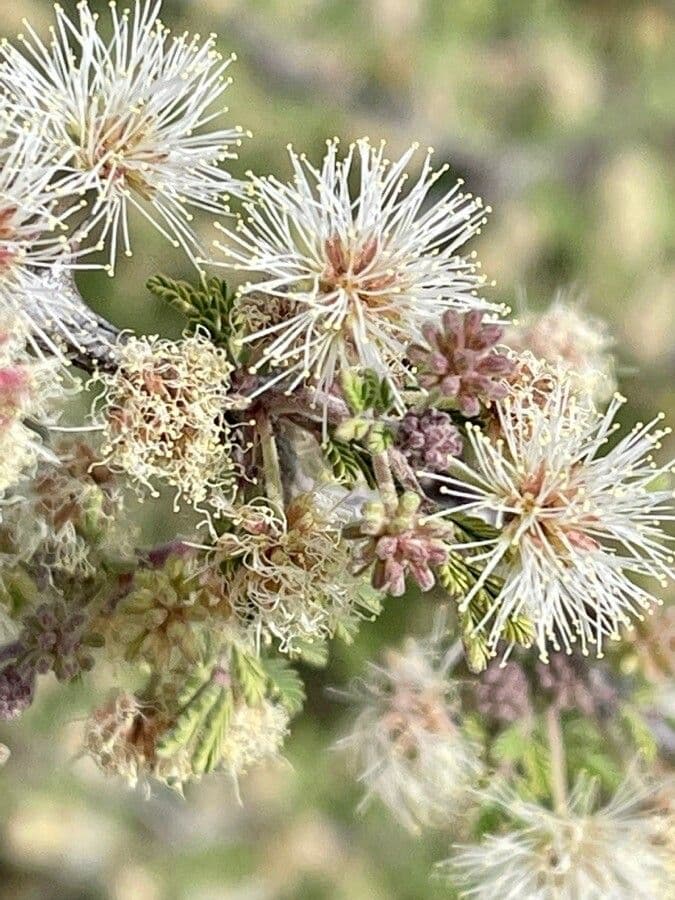 Mimosa spinosa 7
