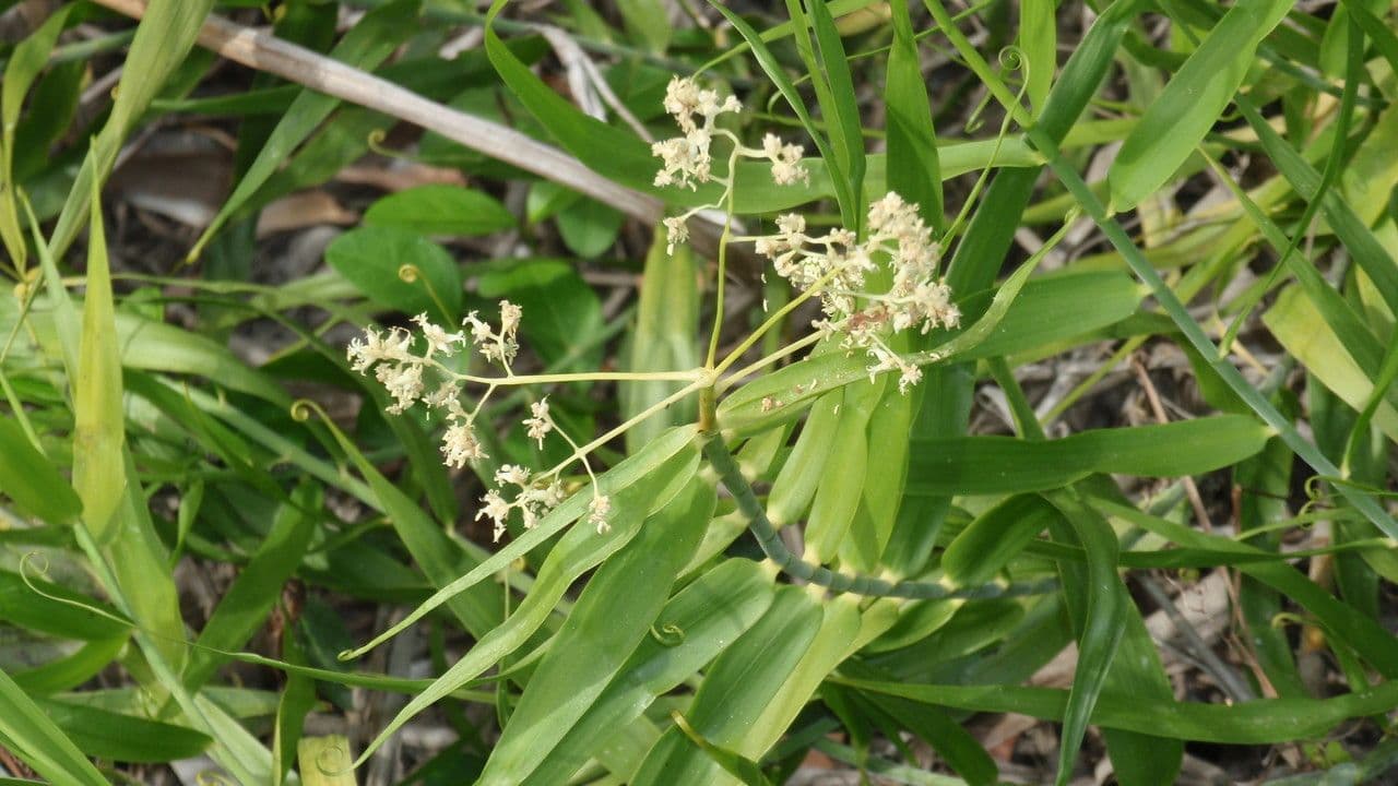 Flagellaria indická 2