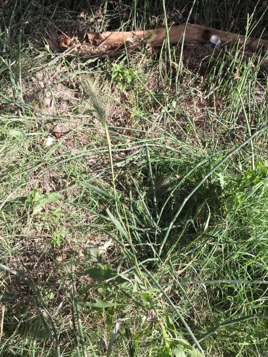 Elymus canadensis 11