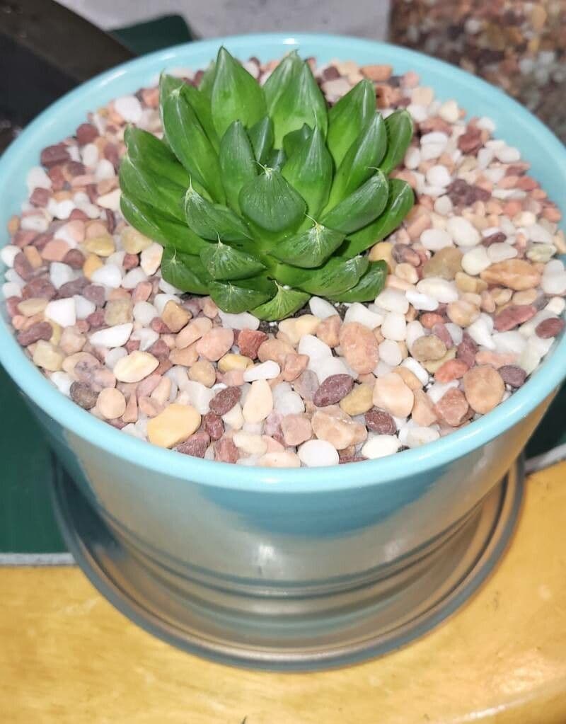 Haworthia 23