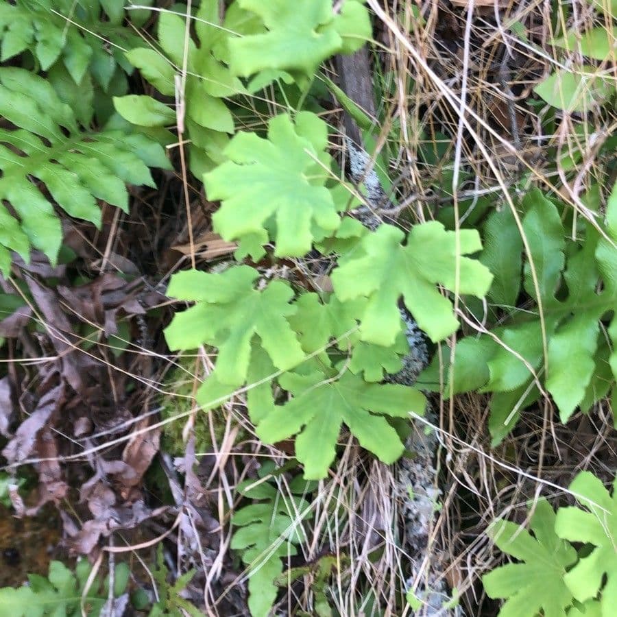 Lygodium palmato 9