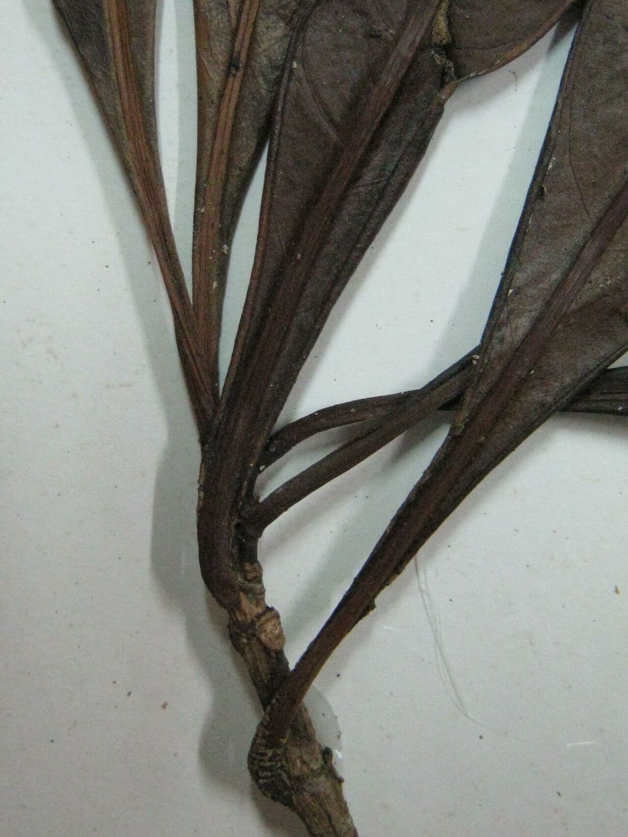 Psychotria 5