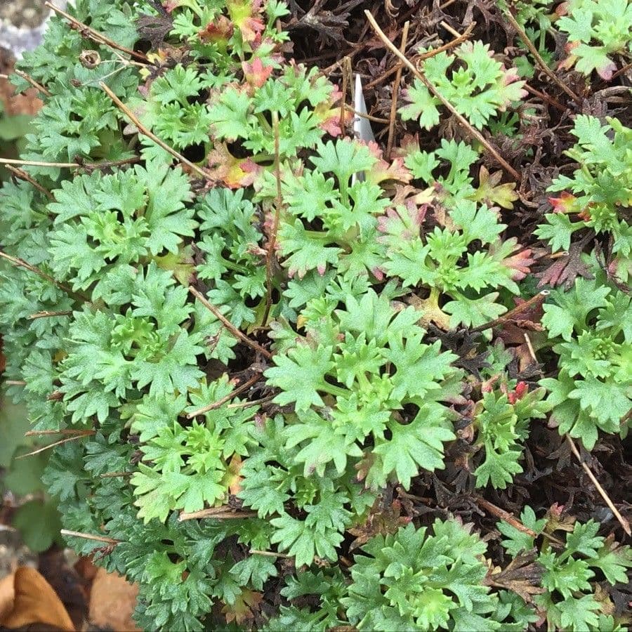 Steinbrech 3