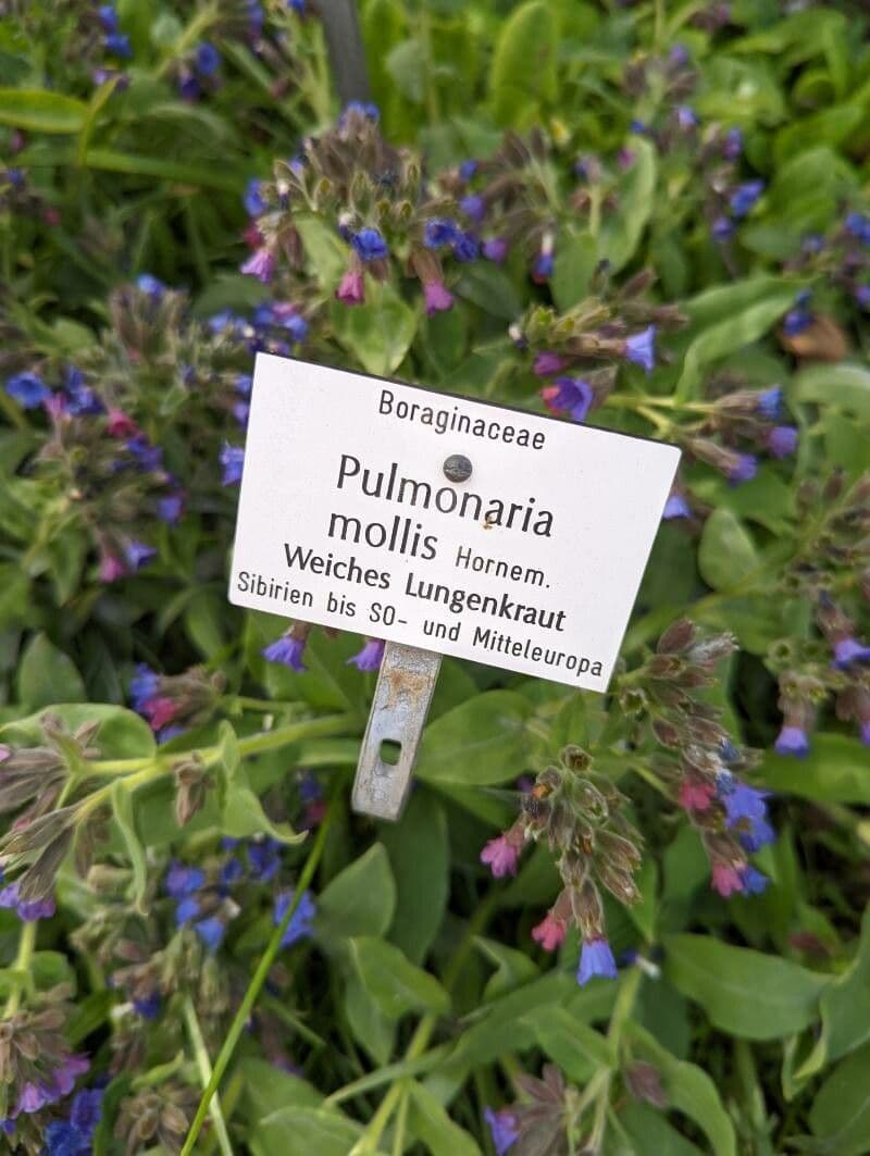 Polmonaria morbida 20