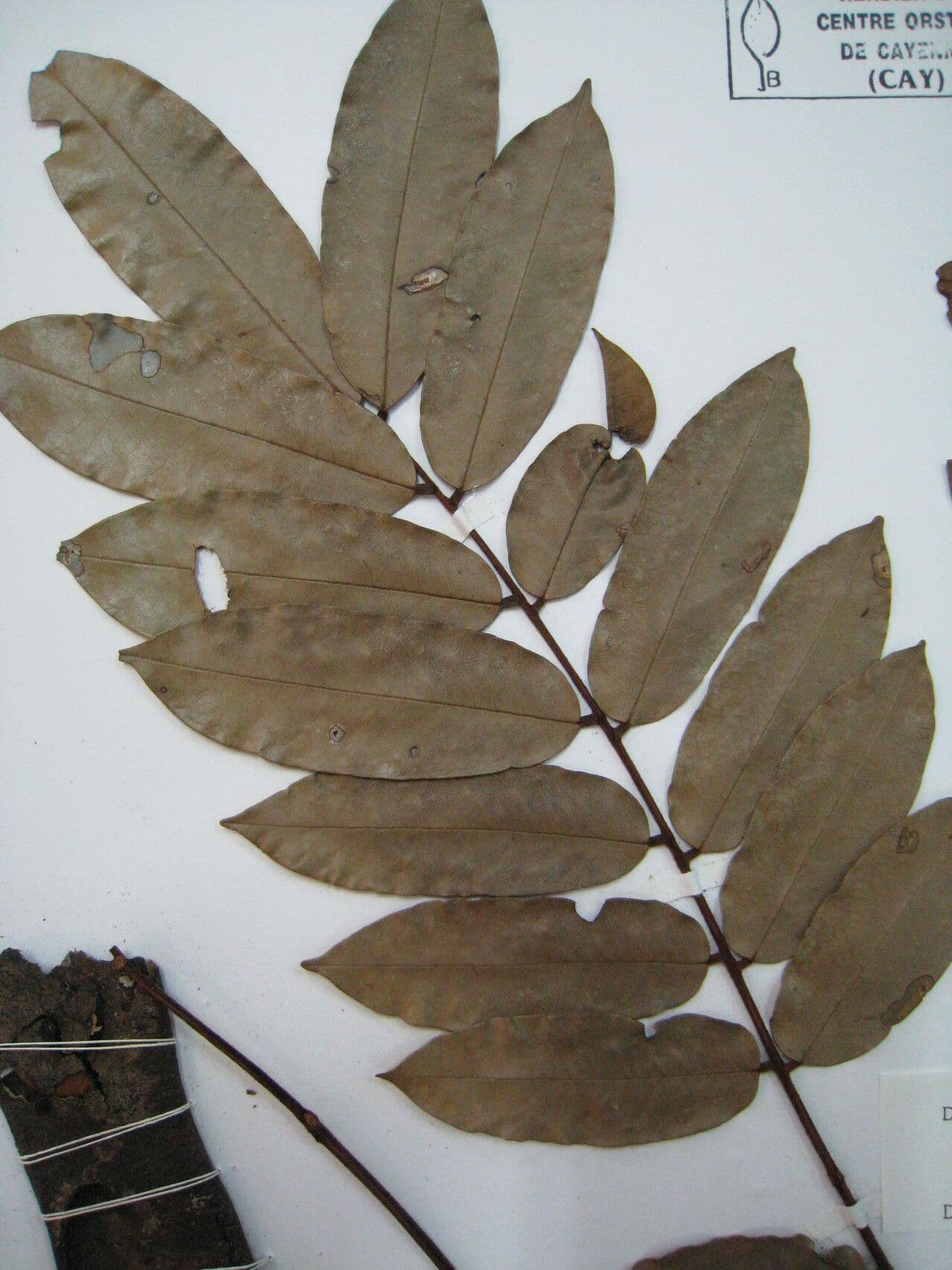 Dimorphandra