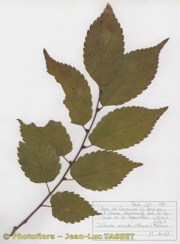 Zelkova 30