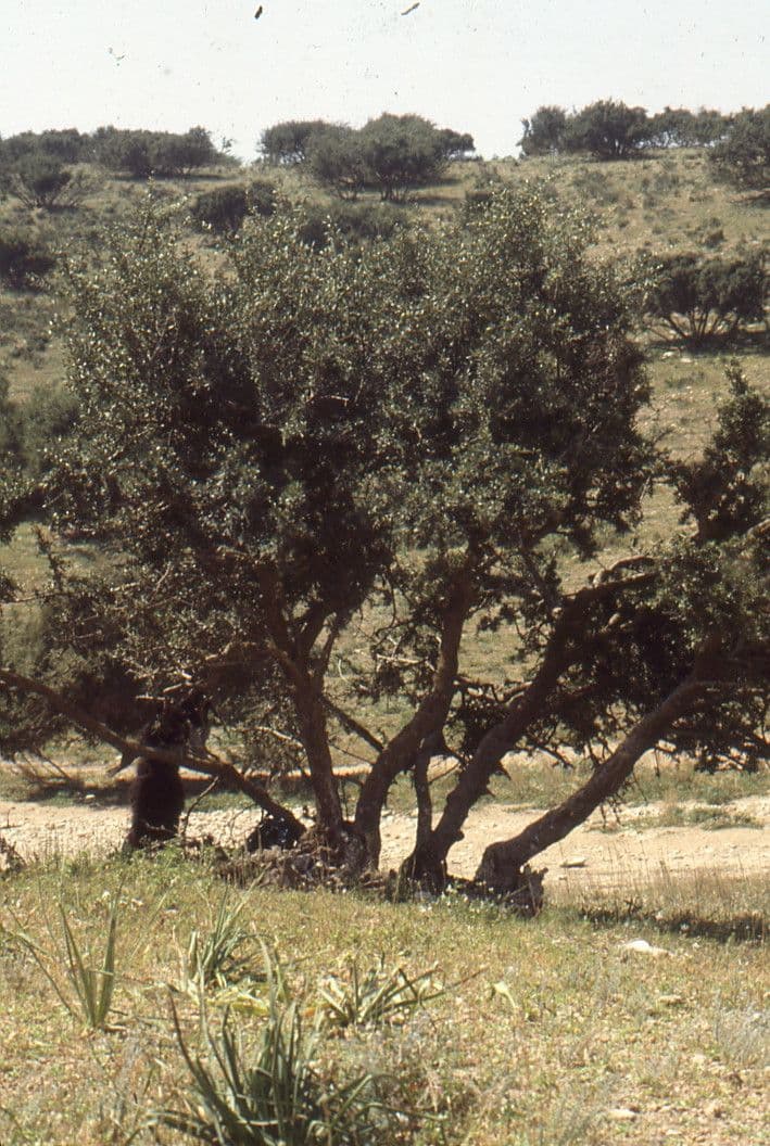 Argan 12
