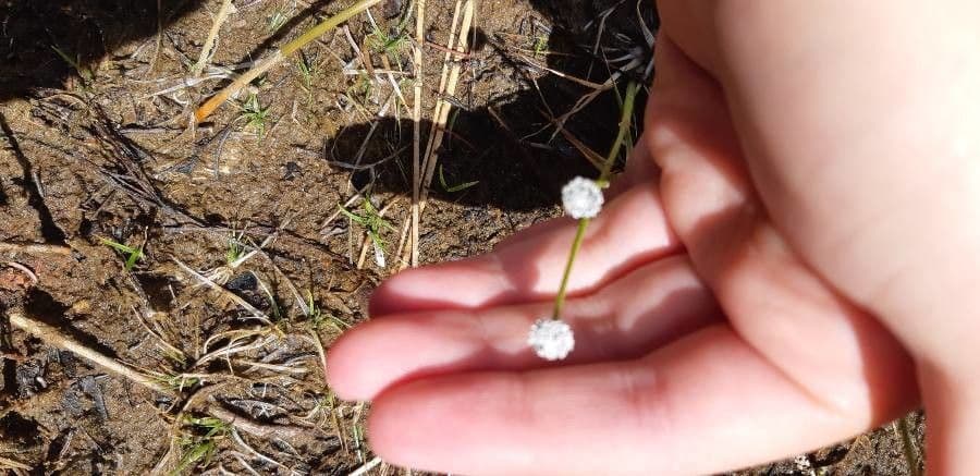 Eriocaulon acquatico 3