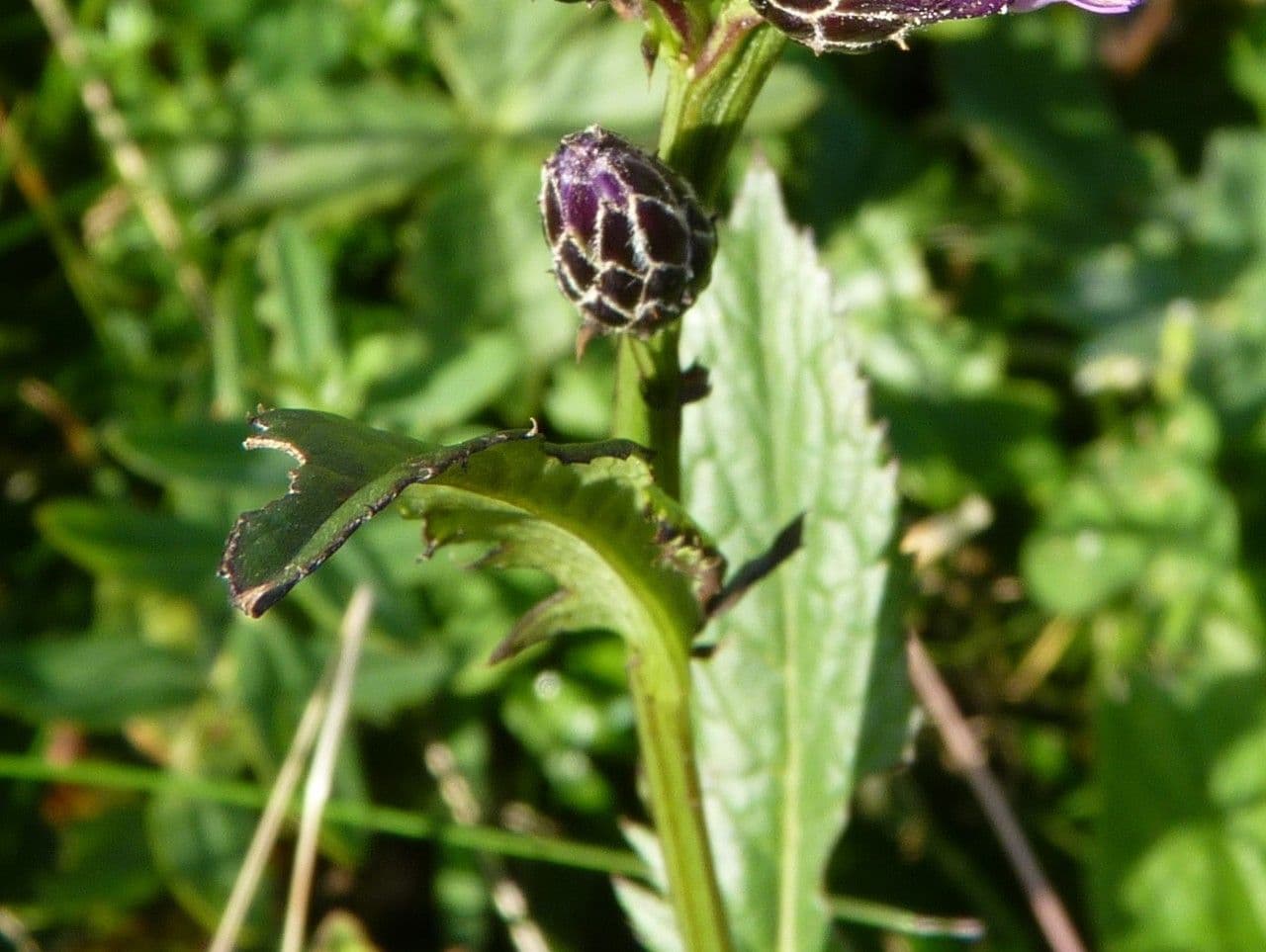 Serratula comune 22