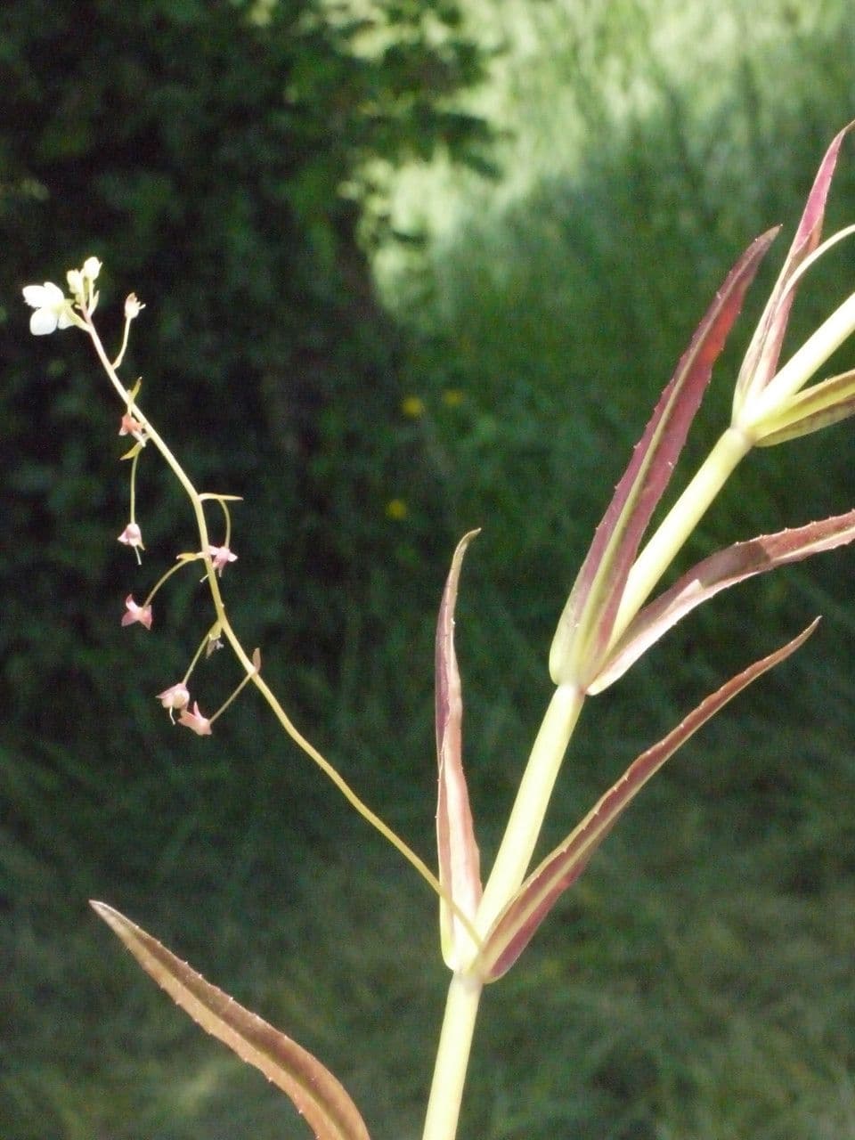 Veronica scudata 28