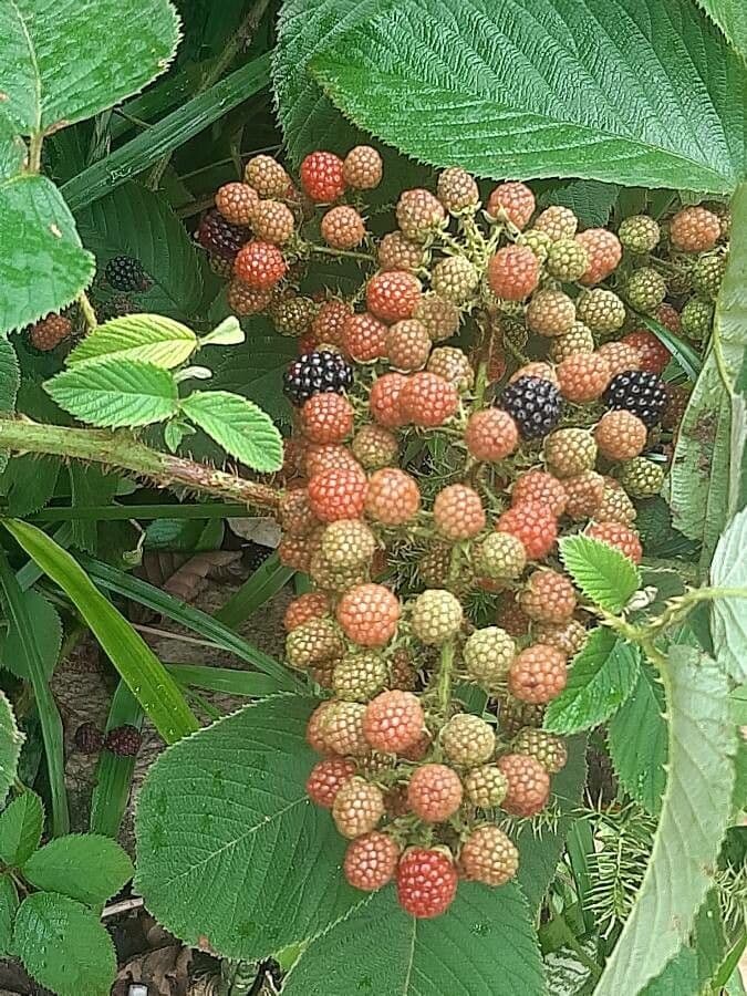 Rovo grato 5