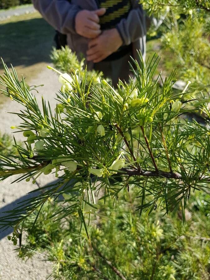 Teebaum 3