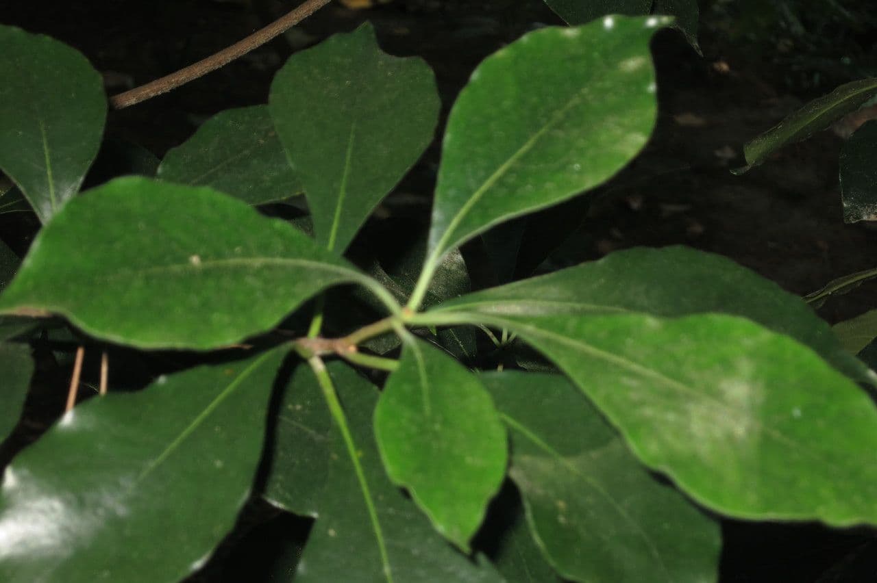 Klebalpen 3
