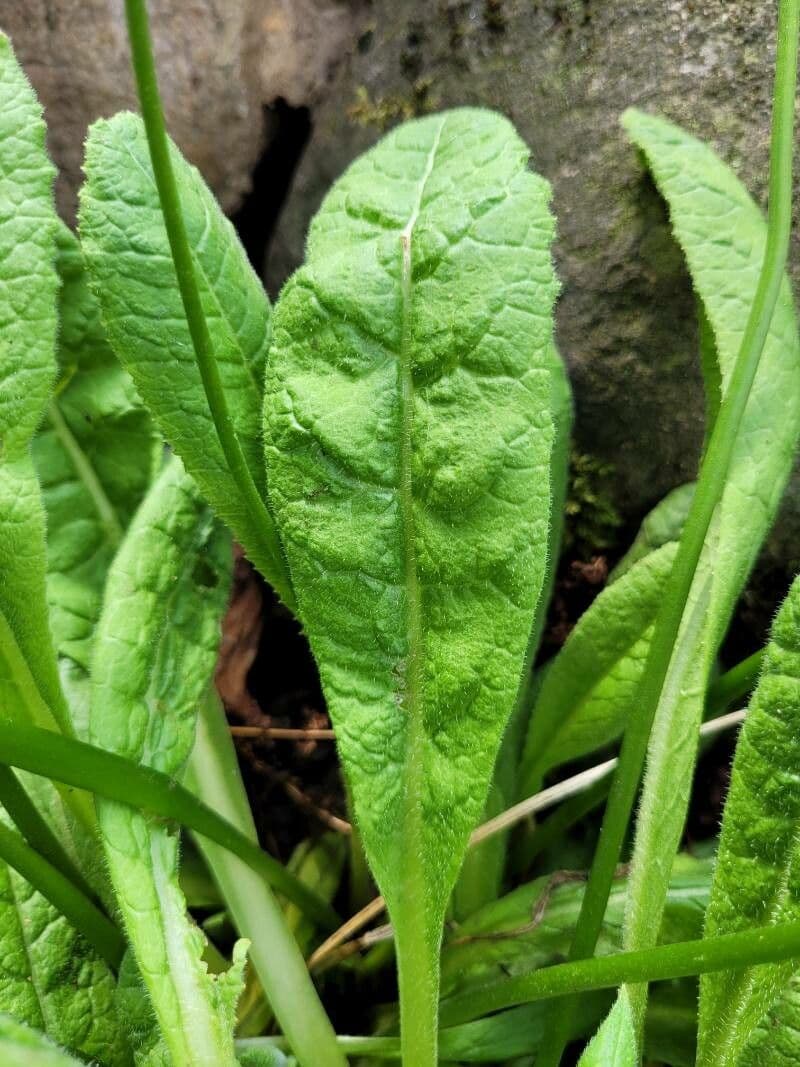 Primula 15
