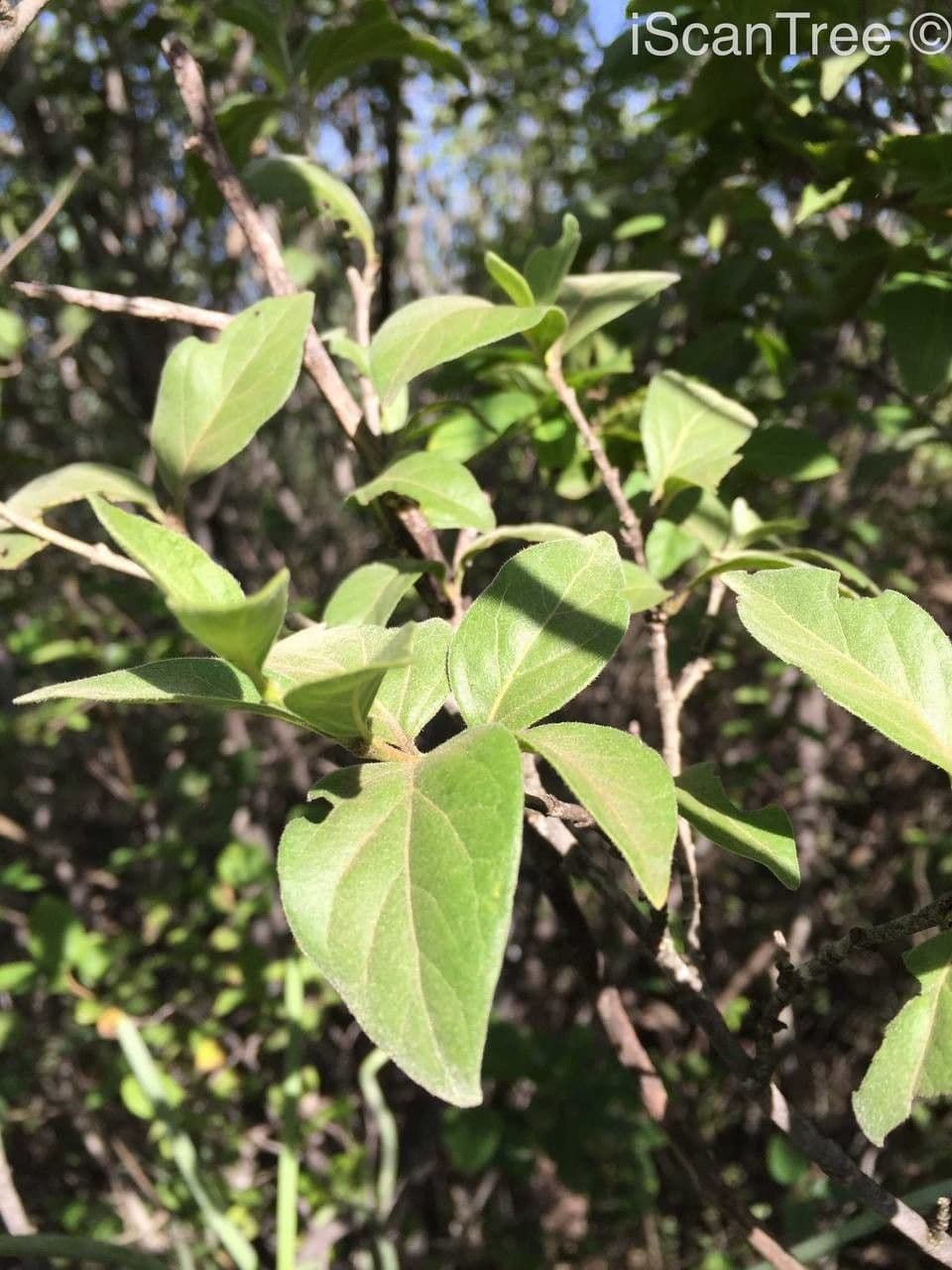 Afrocanthium gilfillanii 5